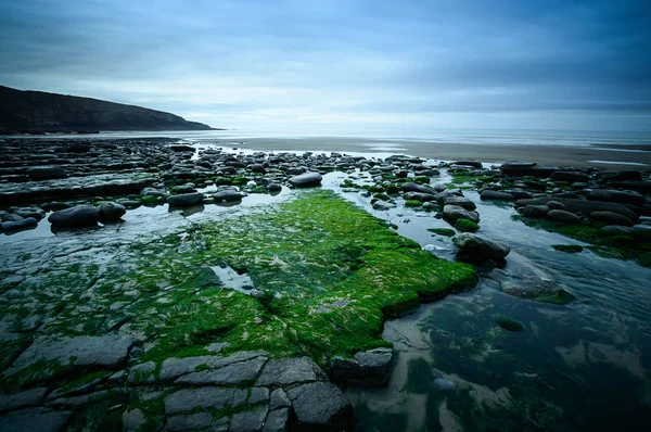 Algas marinas en Dunraven Bay —  Fotos de Stock