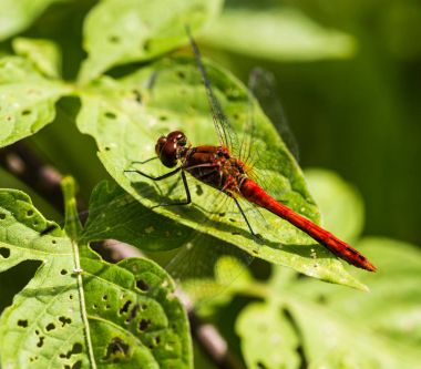 Libélula de perca común encaramado en una hoja