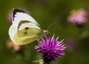 Bir Thistle üzerinde büyük beyaz kelebek