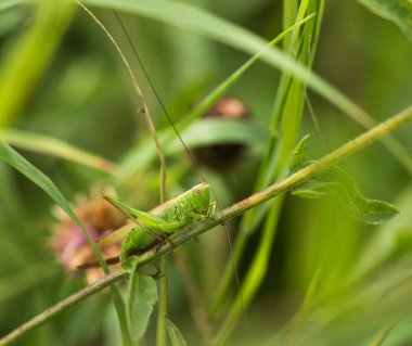 Uzun kanatlı Konikafa Bush kriket