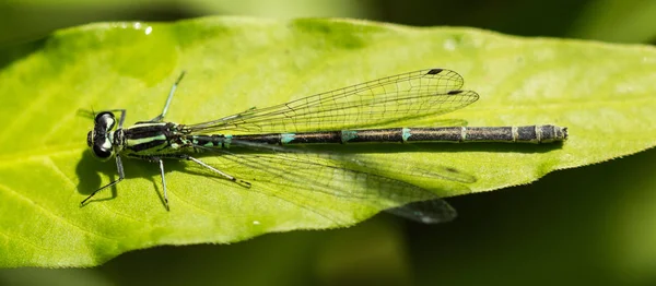 Damselfly do Sul feminino — Fotografia de Stock