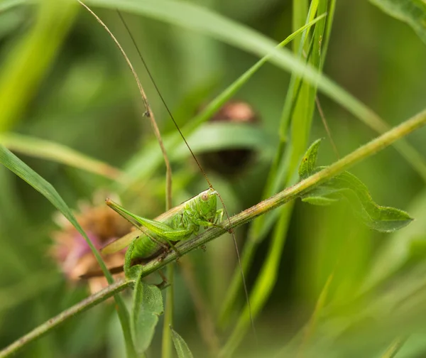 Long-Winged Conehead Bush Cricket — Stock Photo, Image