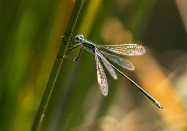 Zümrüt kızböcekleri sürükleyici Reed