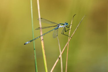 Zümrüt kızböcekleri sürükleyici sazlık