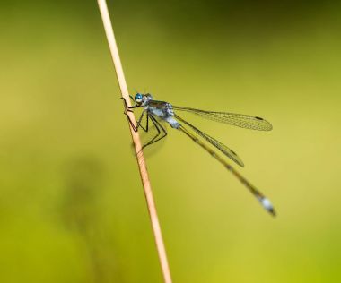 Zümrüt kızböcekleri bir kamış Holding