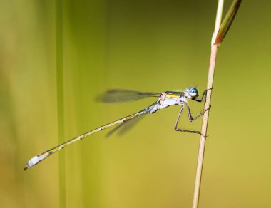 Zümrüt kızböcekleri Holding Reed