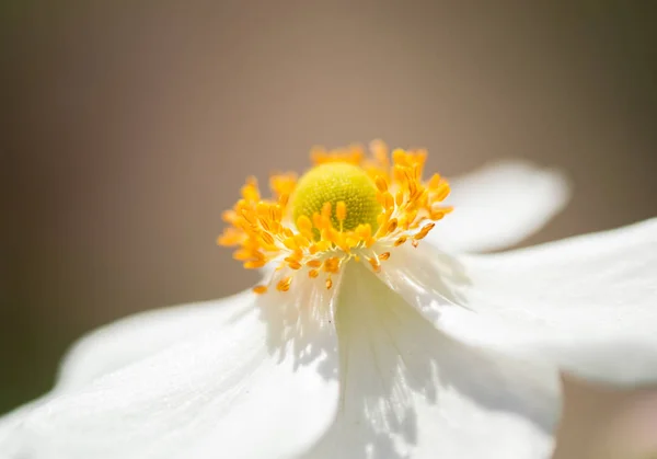 Close Up of White Anemone Flower — Stock Photo, Image