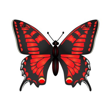   Beyaz arka plan üzerinde izole kelebek vektör çizim.