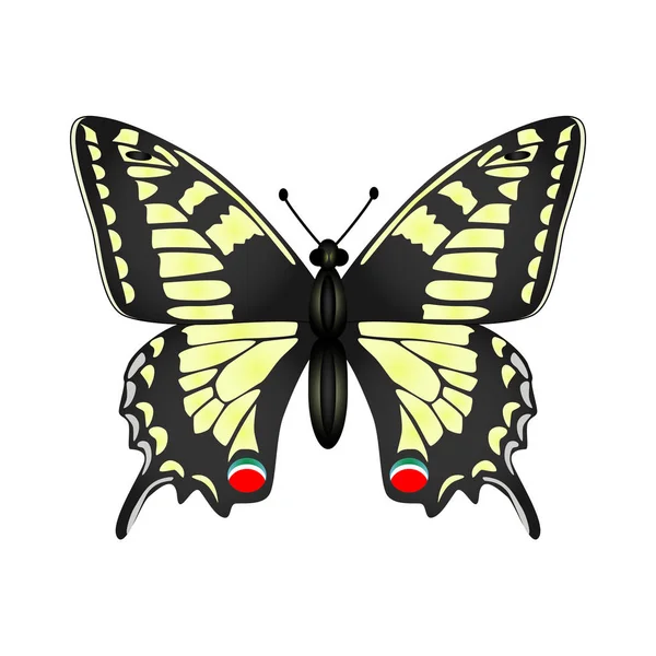 Download Butterfly Background — Stock Vector © arthey #1026927