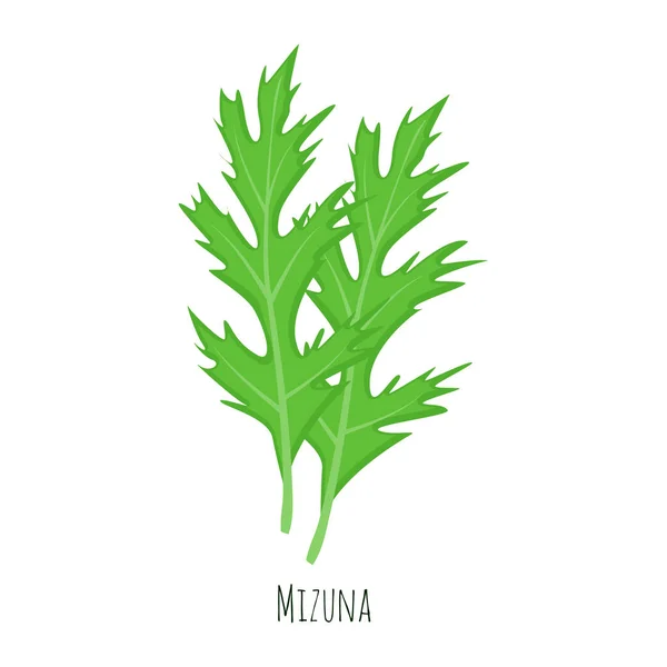 Mizuna zöld saláta levelek vektor illusztráció elszigetelt fehér — Stock Vector