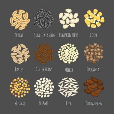 Farklı tohumlar ve grain vektör çizimleri kümesi