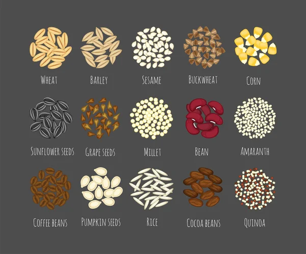 Set of different seeds and grains vector illustration isolated on gray background. — Stock Vector