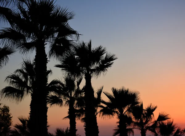 Silhouette de palmiers sur plage tropicale coucher de soleil . — Photo