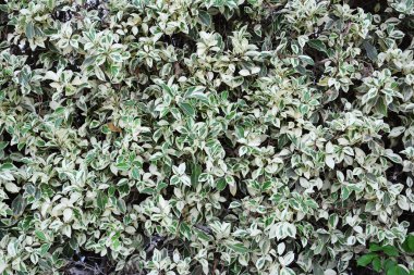 Ficus çalılar doku