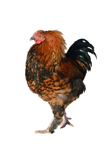 Young motley rooster isolated — Stock Photo, Image