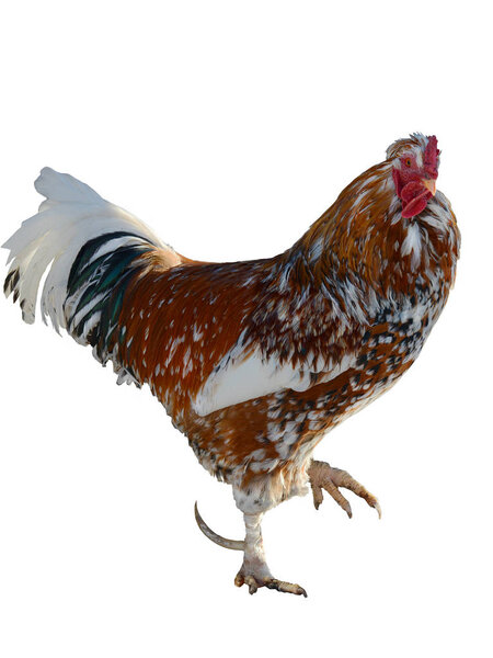 Motley rooster isolated 