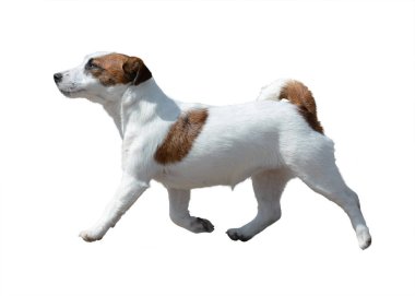 Jack Russell Terrier hareket halinde izole 