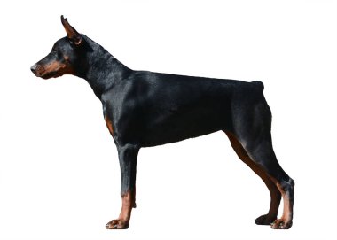 Doberman köpek izole üzerinde beyaz arka plan ayakta