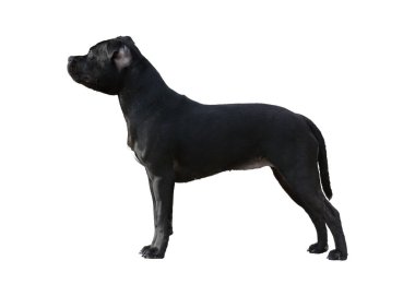 Siyah Staffordshire Bull Terrier izole standı 