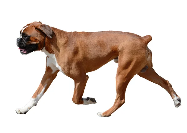 Boxer dog in motion isolated — Stock Photo, Image