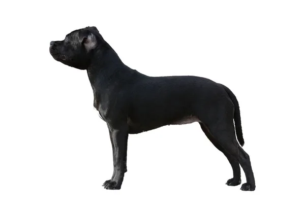 Černá Staffordshire Bull Terrier stojí izolované — Stock fotografie