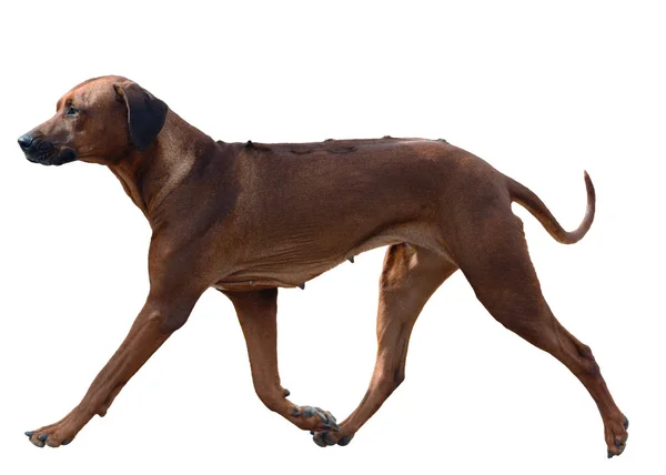 Hund rasen Rhodesian Ridgeback i rörelse isoleras — Stockfoto