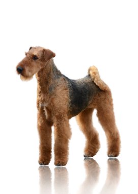 Airedale Terrier izole üzerinde beyaz arka plan ayakta