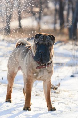 Shar Pei stand bir ormanda  