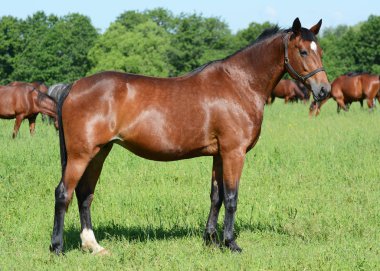 The brown thoroughbred mare in foal costs against the background of herd  clipart