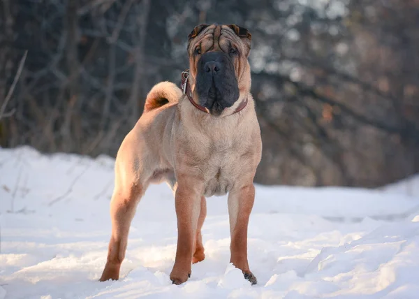 Shar Pei de pie en un bosque —  Fotos de Stock