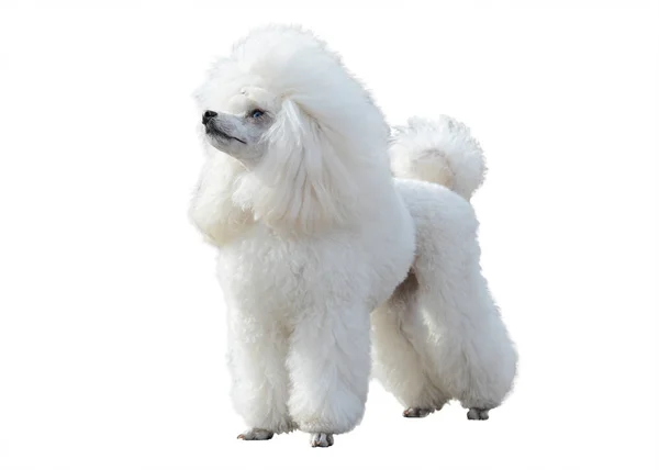 Poodle branco stand isolado — Fotografia de Stock