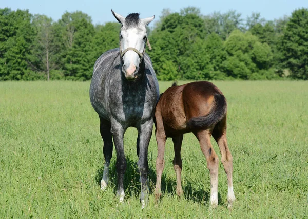 Gray mare with a foal