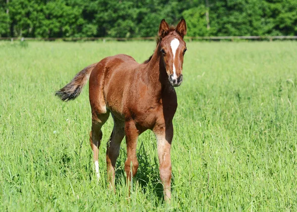 Το κόκκινο foal πηγαίνει — Φωτογραφία Αρχείου