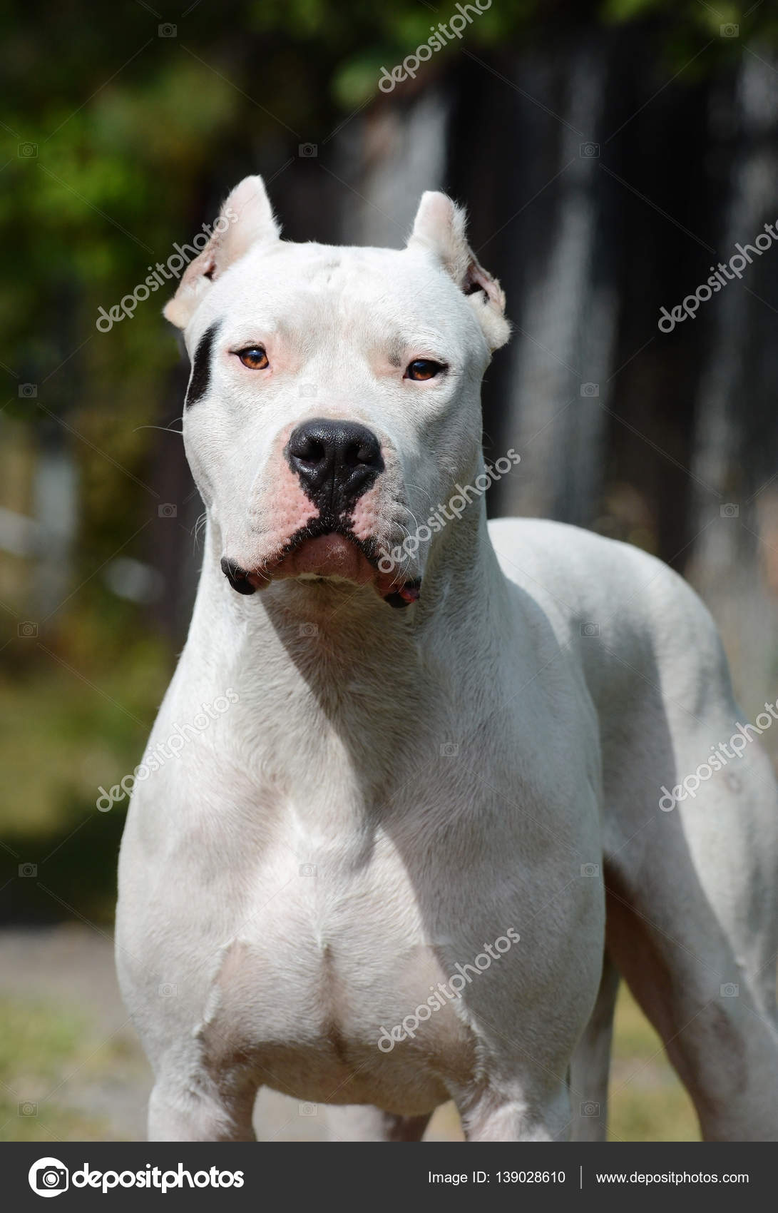 Portrait Of Dogo Argentino Stock Photo C Geptays 139028610