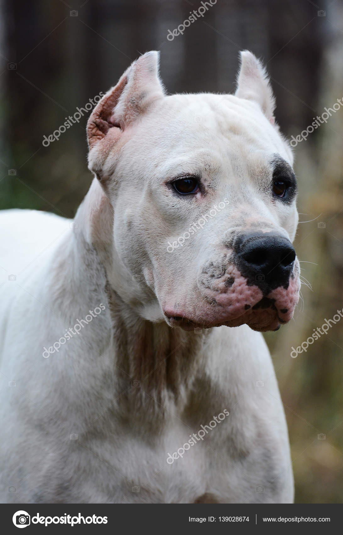 white dogo argentino