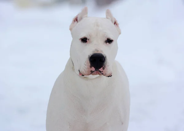 Portret van dogo argentino in de winter — Stockfoto