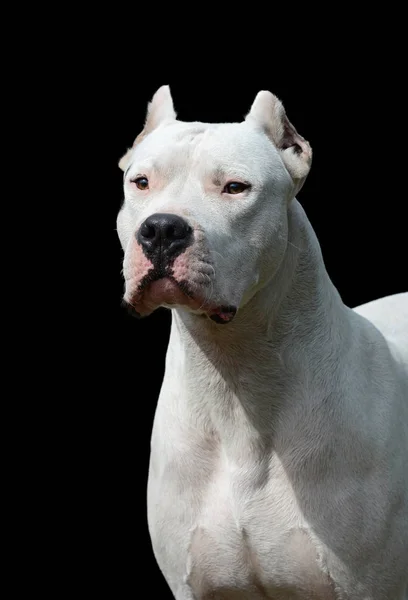 Portret van dogo argentino op zwarte achtergrond — Stockfoto