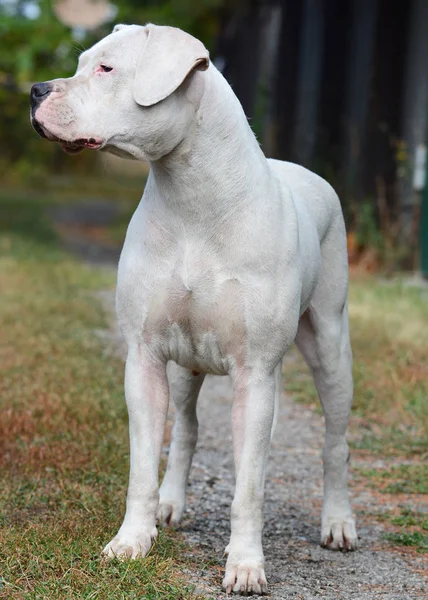 Dogo argentino staande in het gras — Stockfoto