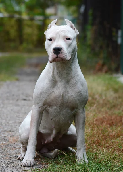 Dogo Argentino sentado en verano — Foto de Stock