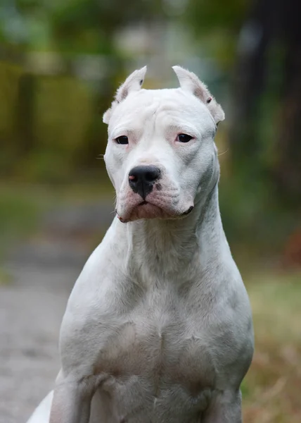 Retrato de dogo argentino verano — Foto de Stock