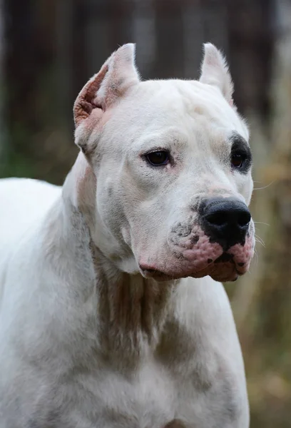 Portrét bílé Argentinská doga — Stock fotografie