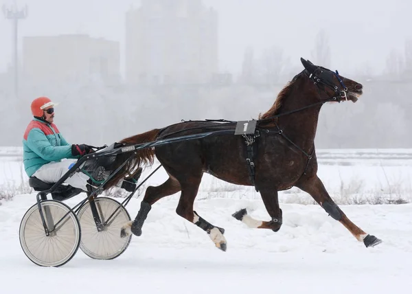 O cavalo vermelho Orlov trotter raça em movimento no inverno — Fotografia de Stock