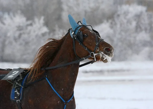 Retrato de uma raça de trote de cavalo vermelho em movimento — Fotografia de Stock