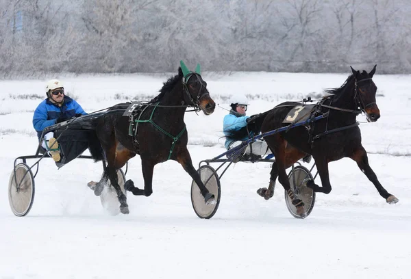 Dois cavalos trotter raça em movimento na pista de corridas no inverno — Fotografia de Stock