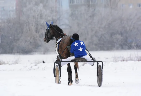 Raça cavalo trote no inverno. Visão traseira — Fotografia de Stock