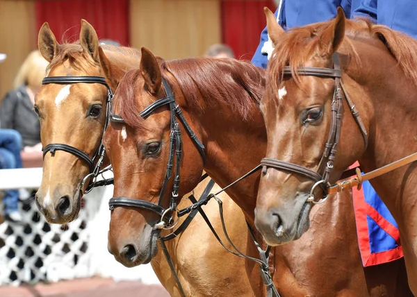 Portrait von drei roten Pferden der Rasse Don — Stockfoto