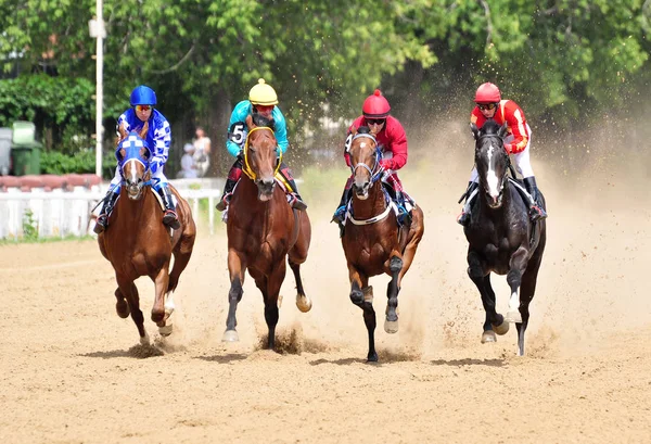 Cabalgatas. Cuatro caballos de carreras pura sangre en movimiento en el hipódromo de verano — Foto de Stock