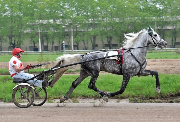 Grå häst Orlov trotter rasen i rörelse på travet — Stockfoto