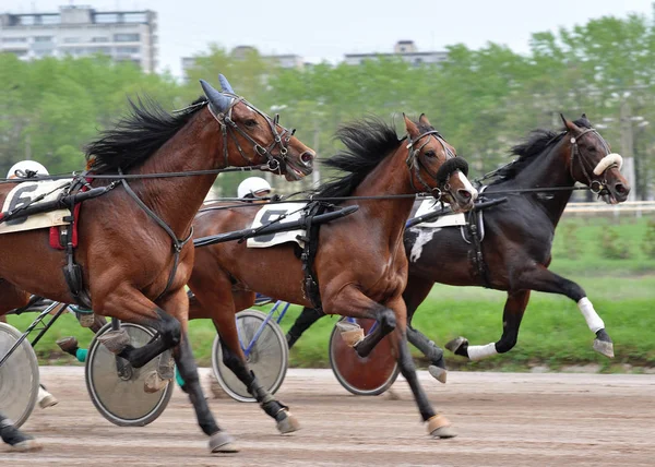 Tres caballos trotter raza en movimiento — Foto de Stock