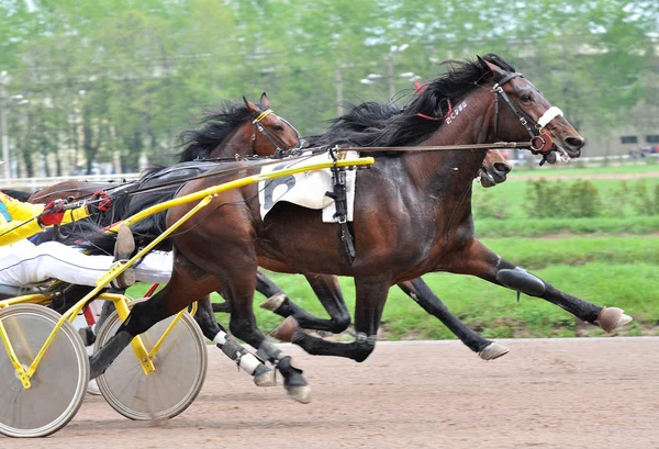 Caballo marrón trotter crianza en movimiento en pista de carreras — Foto de Stock